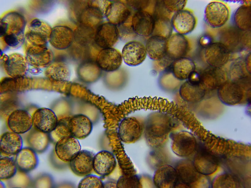 Arcyria ferruginea 11 - Capilicio